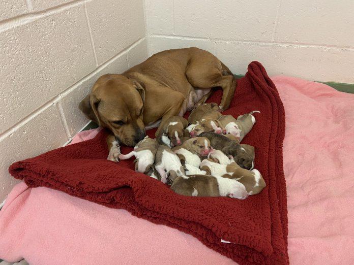 Puppies cheer up rescue staff during lockdown