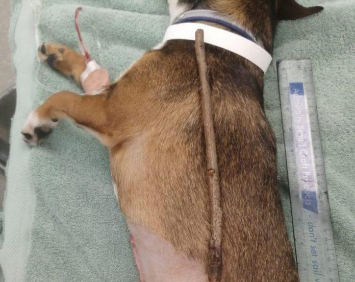 Pup on the mend after swallowing a 10-inch stick