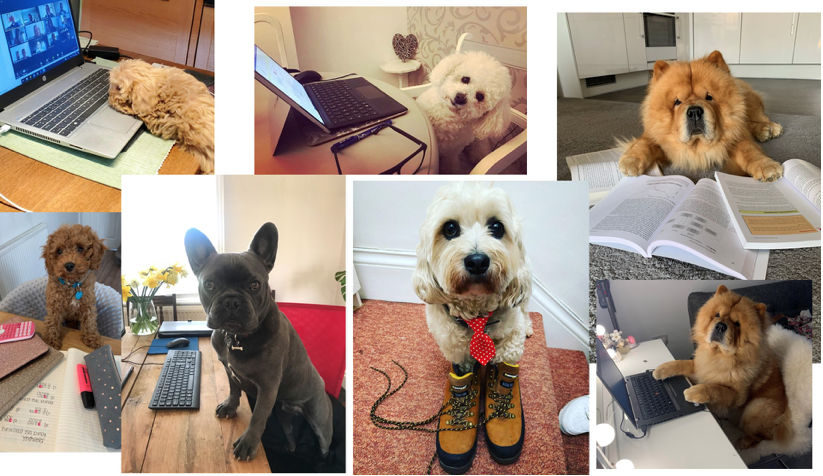 Pawfessionals: meet the pets working from home