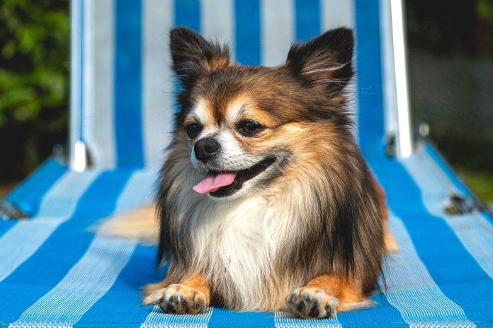Hot weather tips to help your dog through heatwaves