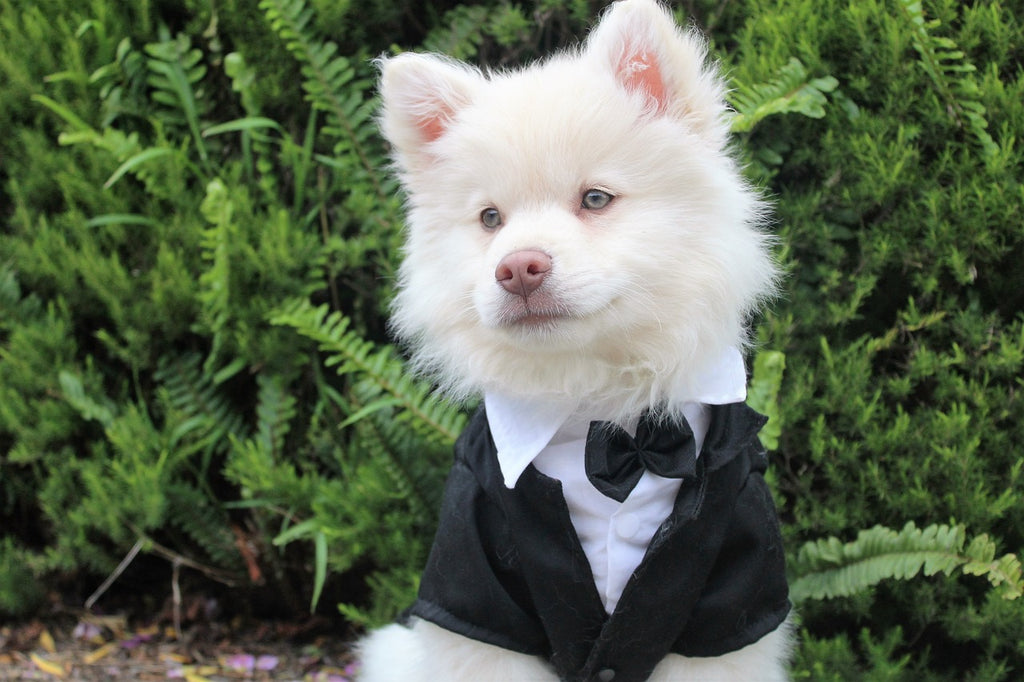 Including your furry best friend in your wedding: the dos and don'ts