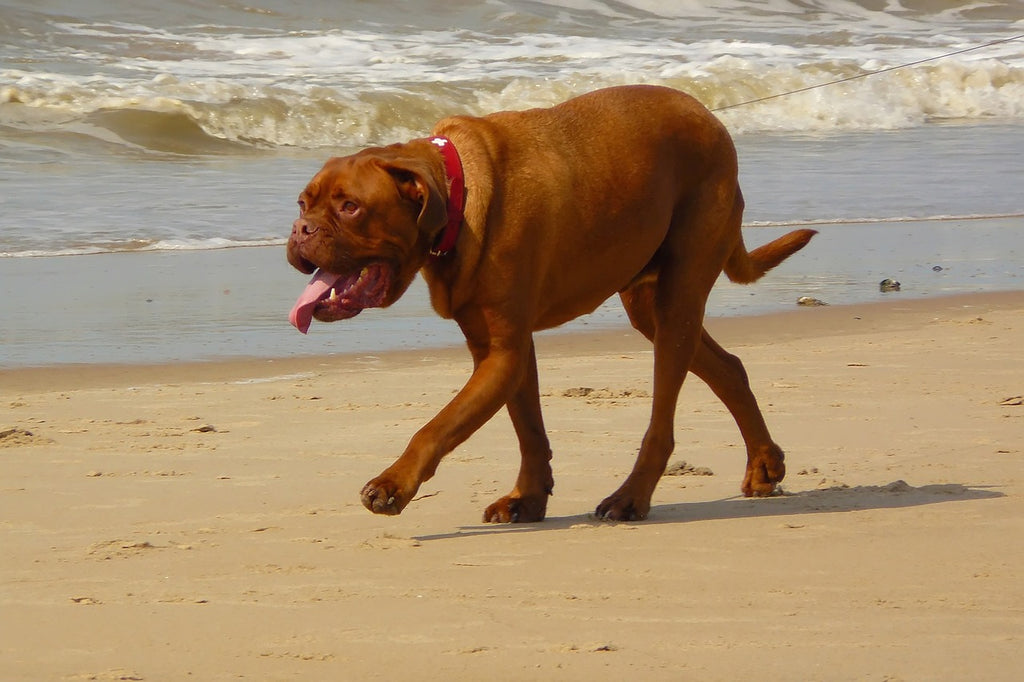 Recognising the Initial Indicators of Heatstroke in Dogs