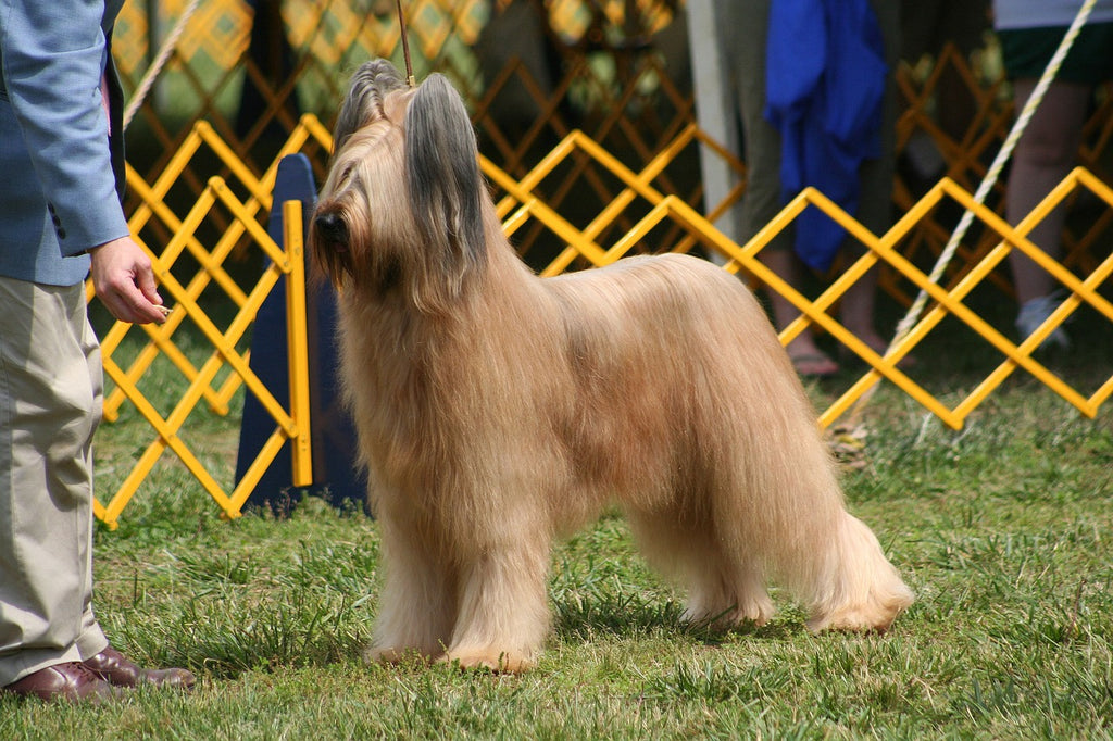 Experts reveal it costs a whopping £600 a month on average to raise a Crufts dog