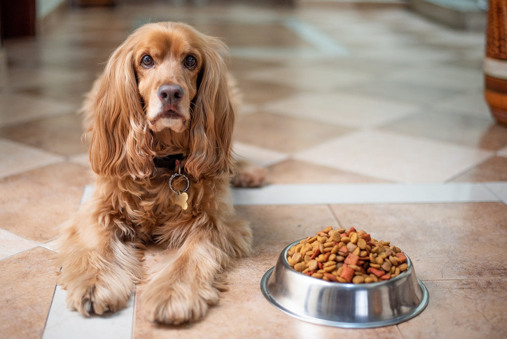 Signs your dog is a fussy eater - and how to fix it.