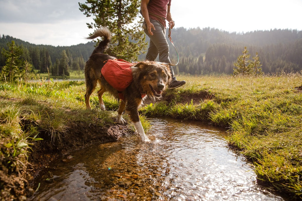 Seven expert tips for cleaning your dog’s outdoor gear