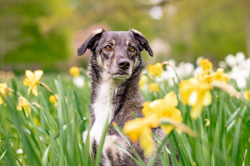 Spring Flowers that are Poisonous to Dogs - and Safer Alternatives