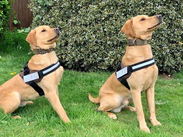 Detection dogs trained to find Japanese knotweed – the most invasive plant in UK