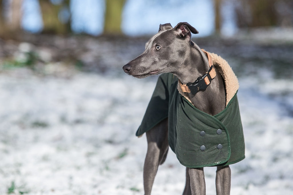 Keeping Thin-Haired Dog Breeds Warm During Winter Walks