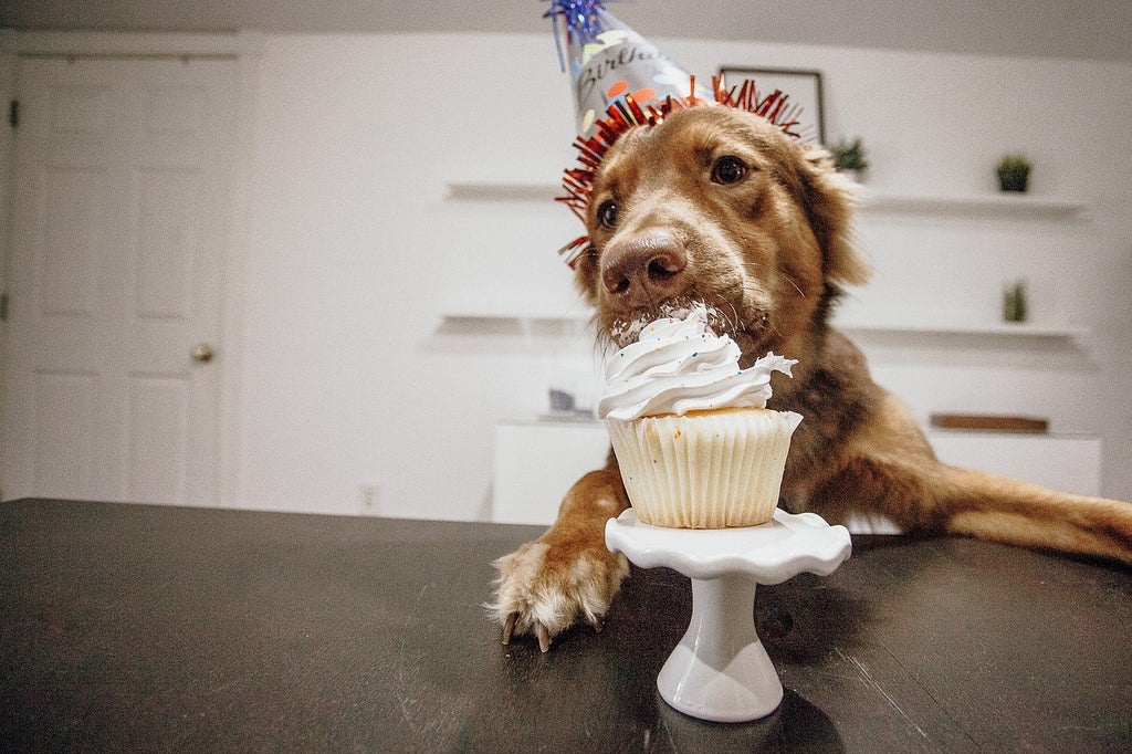 Four dog-friendly bakes to treat your pup