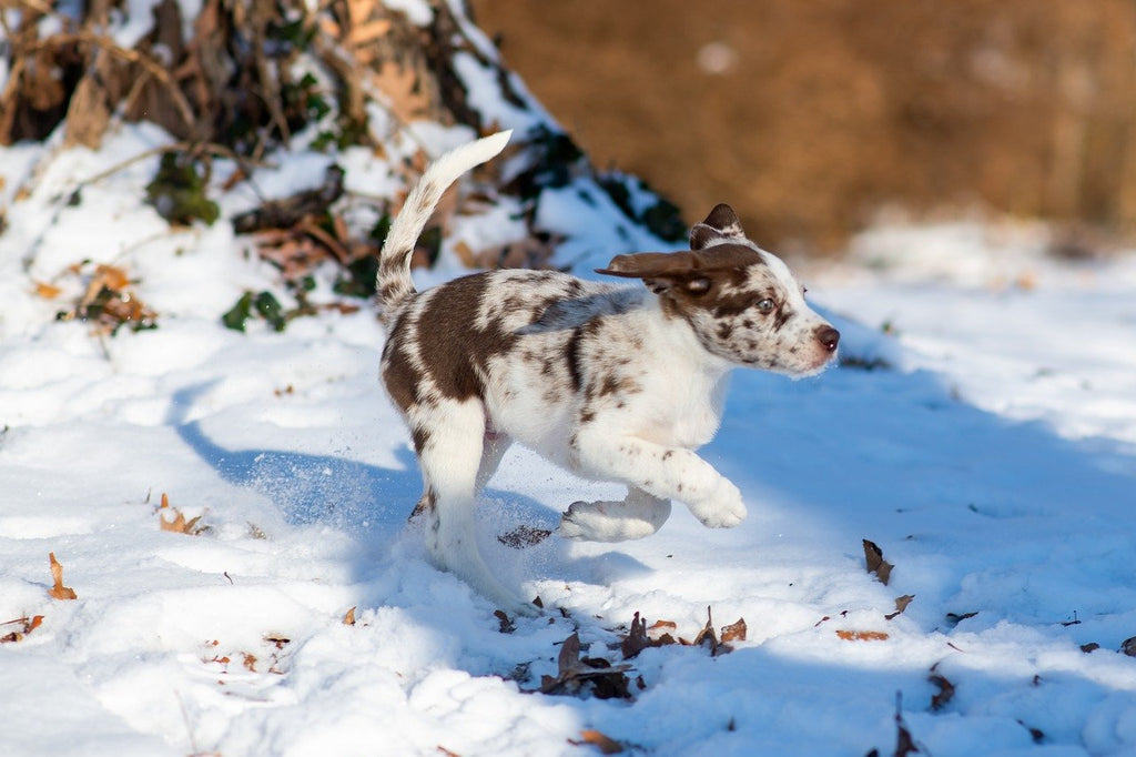 Ensuring Your New Puppy's Well-being on Winter Walks