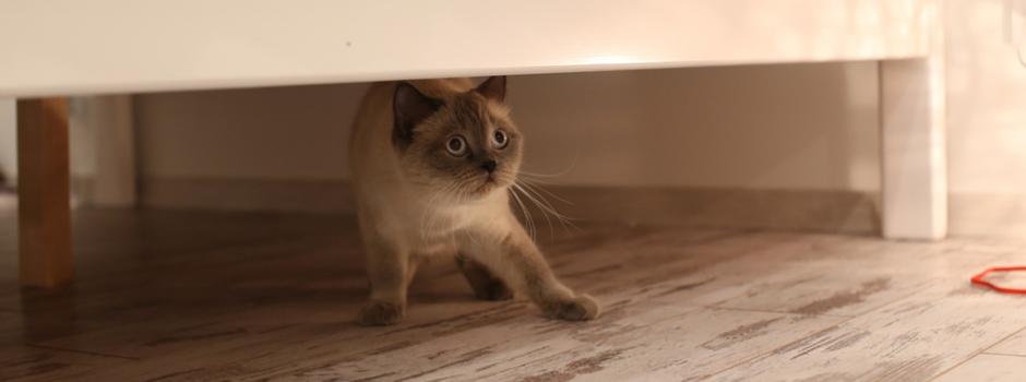 Fireworks Fear: How To Recognise Cat Anxiety And How To Help