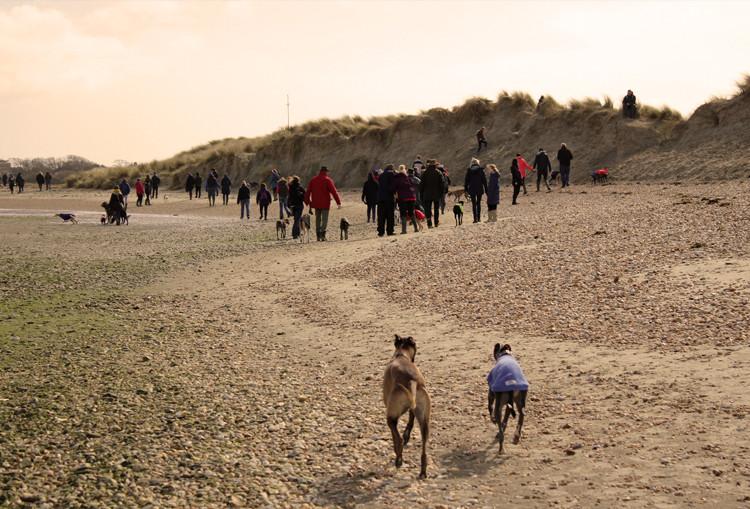 West Wittering Whippet Walks Photo Gallery - 05/03/17