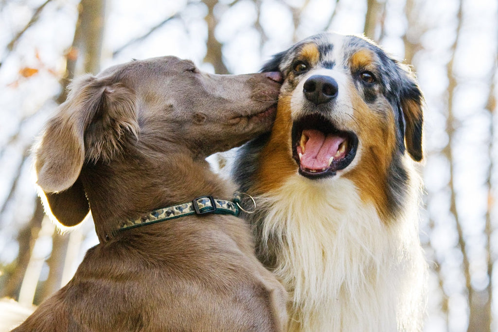 Can Dogs Sniff Cancer In Each Other? Ground-Breaking Study Launched