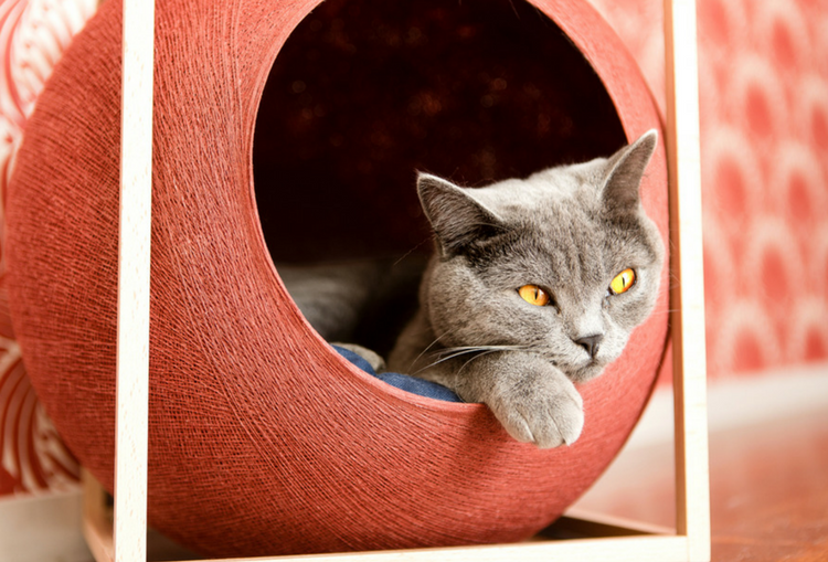 Meyou Paris - The Purrfect Cat Bed for Stylish Homes
