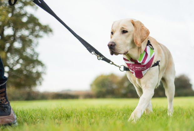 Join the Great British Dog Walk this year