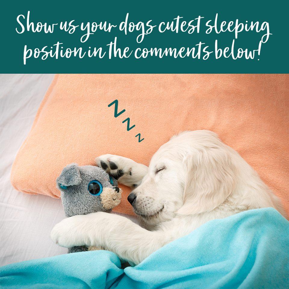 What's your dog's favourite sleeping position?