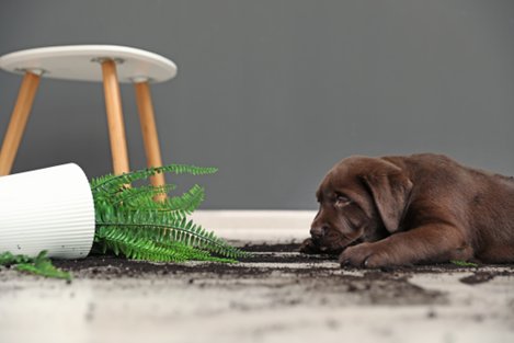 Five ways to prepare your home for a puppy