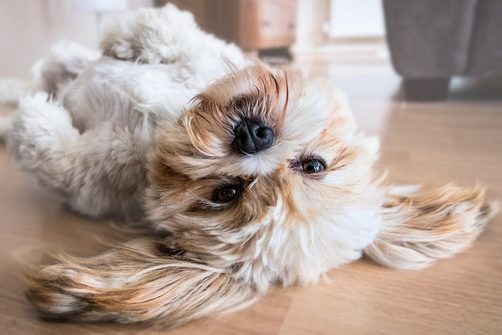 7 Cleaning Tips That All Dog Owners Should Be Wary Of In Your Home