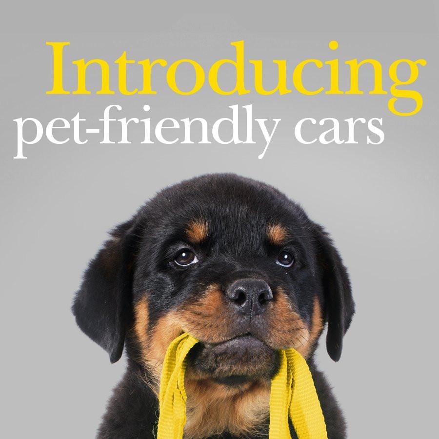 Addison Lee launches ‘Pet Friendly’ taxi service