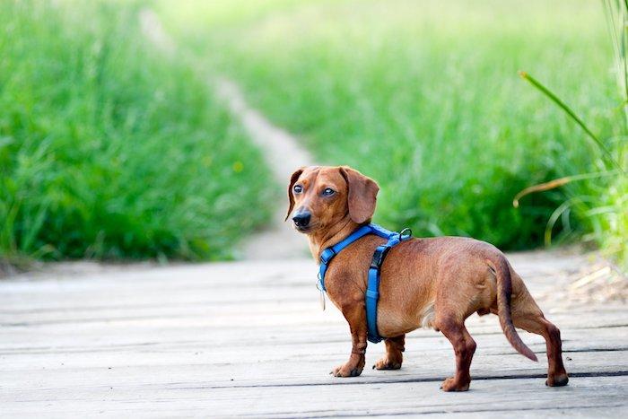 Which harness is the best for your dog?