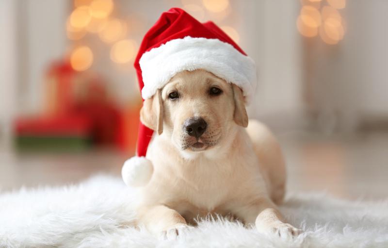 Are you one of the 80% buying their pet a present this Christmas?