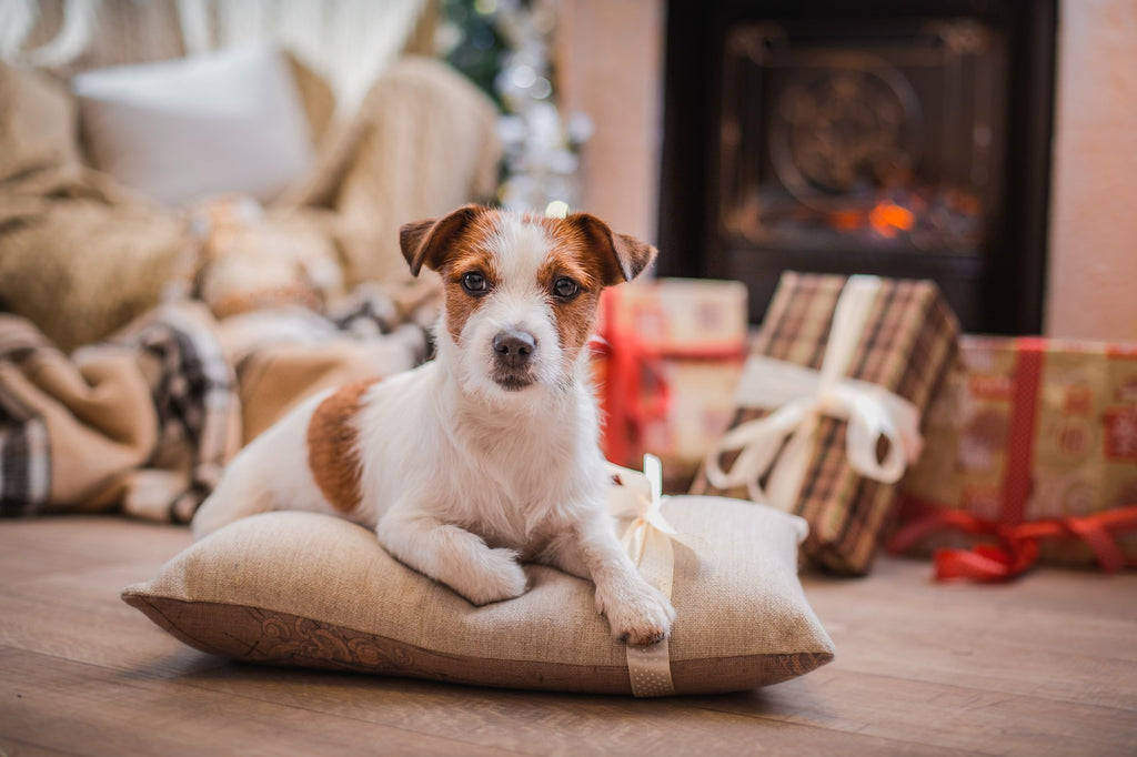 REVEALED: The UK’s Most Pampered Pooches This Christmas