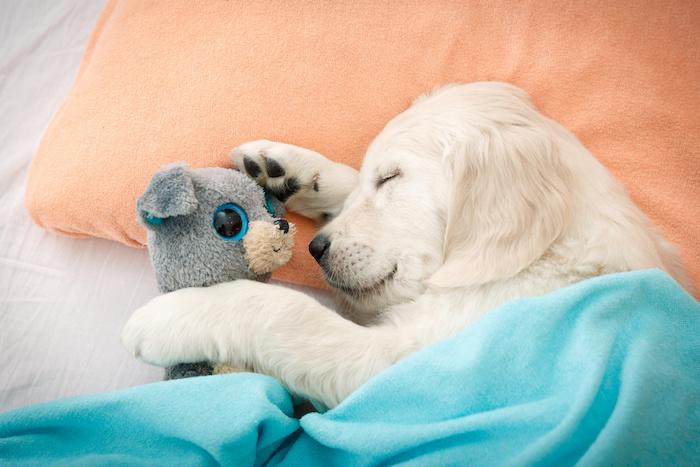 Is your dog emotionally attached to their toy?