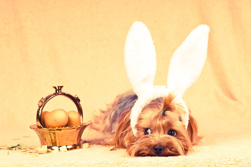 Easter egg hunts are not just for humans!