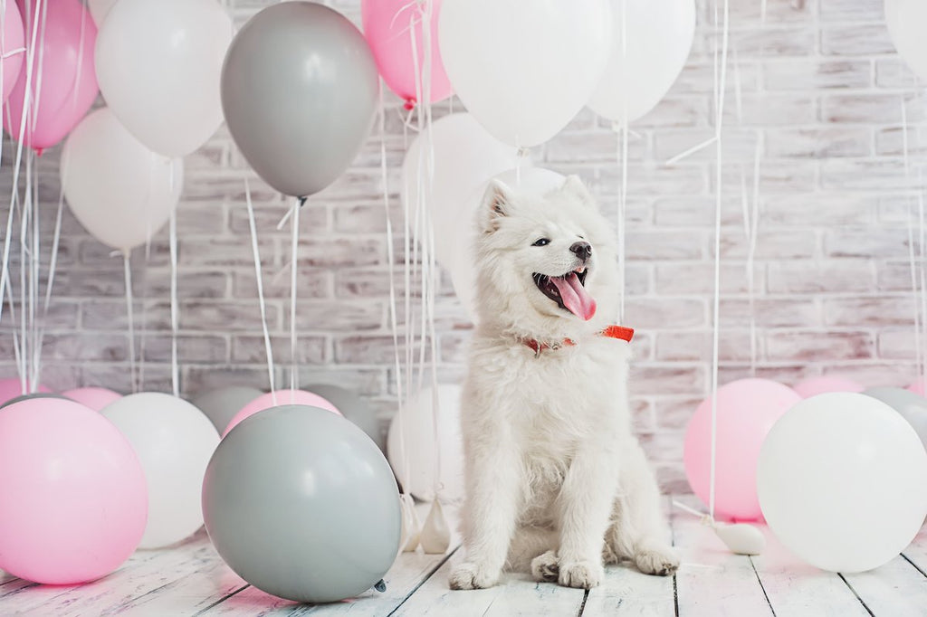 How to celebrate your pooch's birthday in style