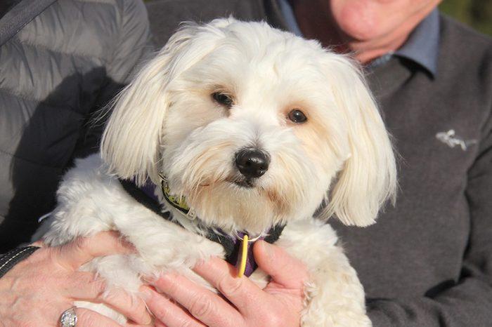 Dogs Trust rehome first dog of the year – on the first day of the year