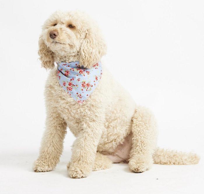 Perfect products for labradoodles, cockapoos and doodle breeds
