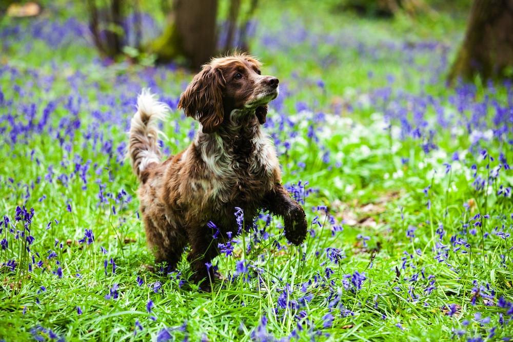 Canine Partners 'Big Bluebell Walks' this May