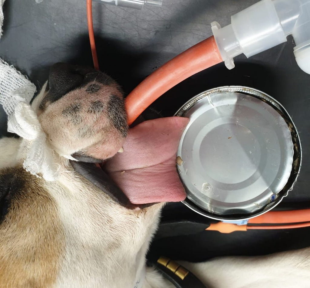 Quaran-tin: dog gets emergency treatment after tongue stuck in tuna tin can