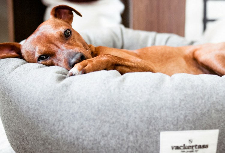 What Type of Pet Bed is Best for Your Dog?