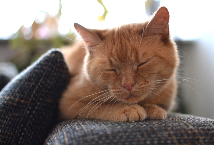 Meditiation, Mindfulness and Cats