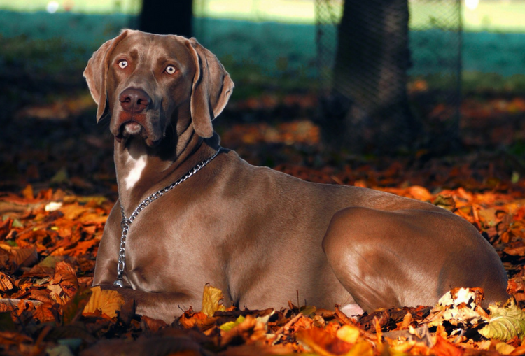 Seasonal Canine Illness: Do You Know the Signs?