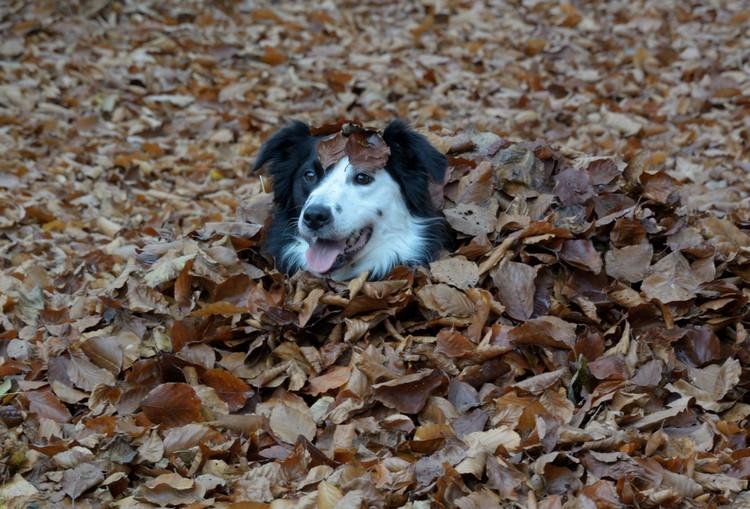 The Perks of Being a Dog Owner in Autumn