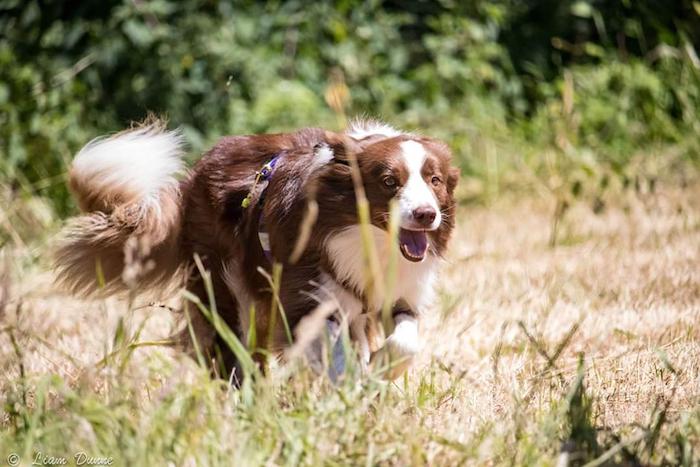 Heroic search and rescue dog Ember wins national competition