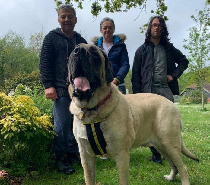 Galahad, Dogs Trust Canterbury’s biggest ever rescue, finds a home