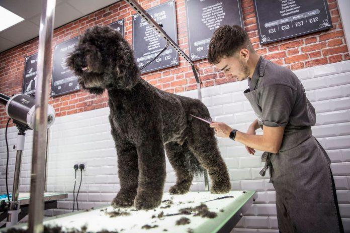 Dog groomer ‘inundated’ with haircut requests – for humans