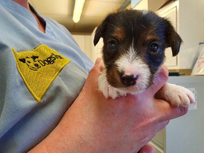 A puppy called “Lockdown”? Thousands vote in rescue puppy naming poll