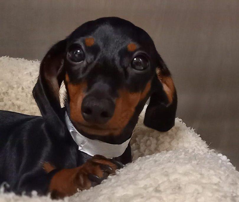 Dachshund puppy recovers from dangerous vitamin D poisoning