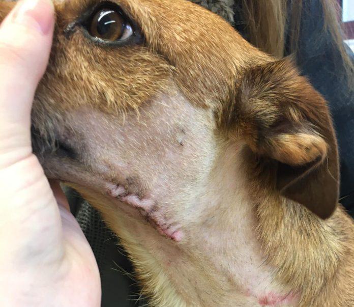 Vets warn against playing with sticks as dog recovers from horrifying injuries