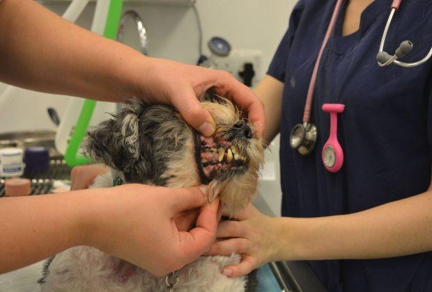 Smile: dental tips for your dog’s teeth