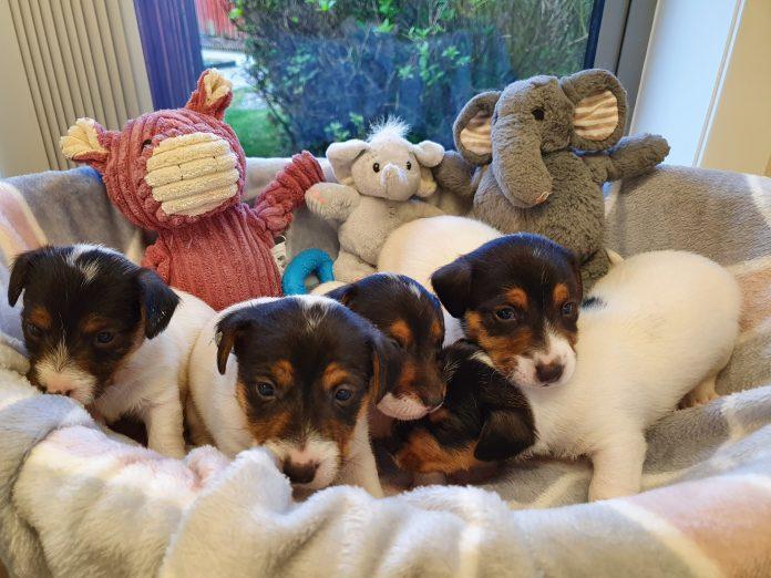 These rescue puppies need names - what would you call them? Vote!