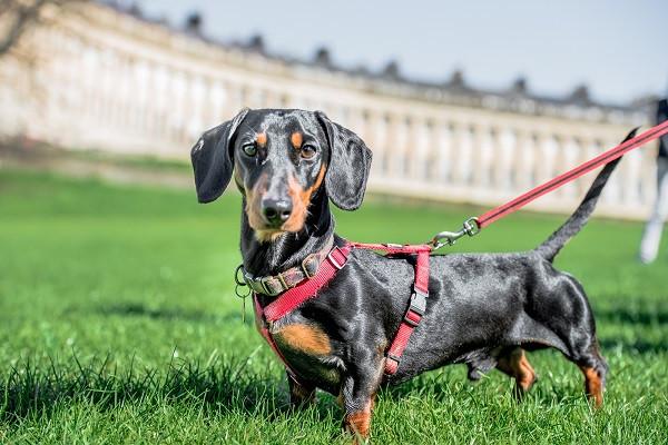 Dozens of delighted Dachshunds descend on Bath