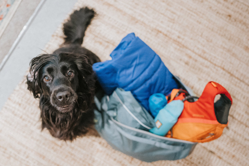 Hit the road: Tips for travel with your dog