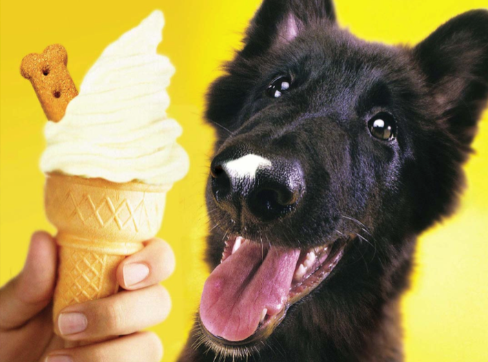 “Can dogs have ice-cream ?”