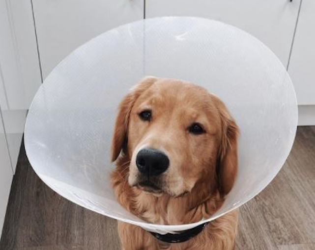 Still working AirPods removed from pup’s stomach