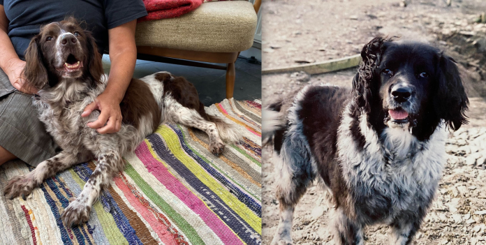 Elderly spaniel taken in by family who adopted her brother 14 years earlier